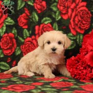 Hobbit, Morkie-Poo Puppy